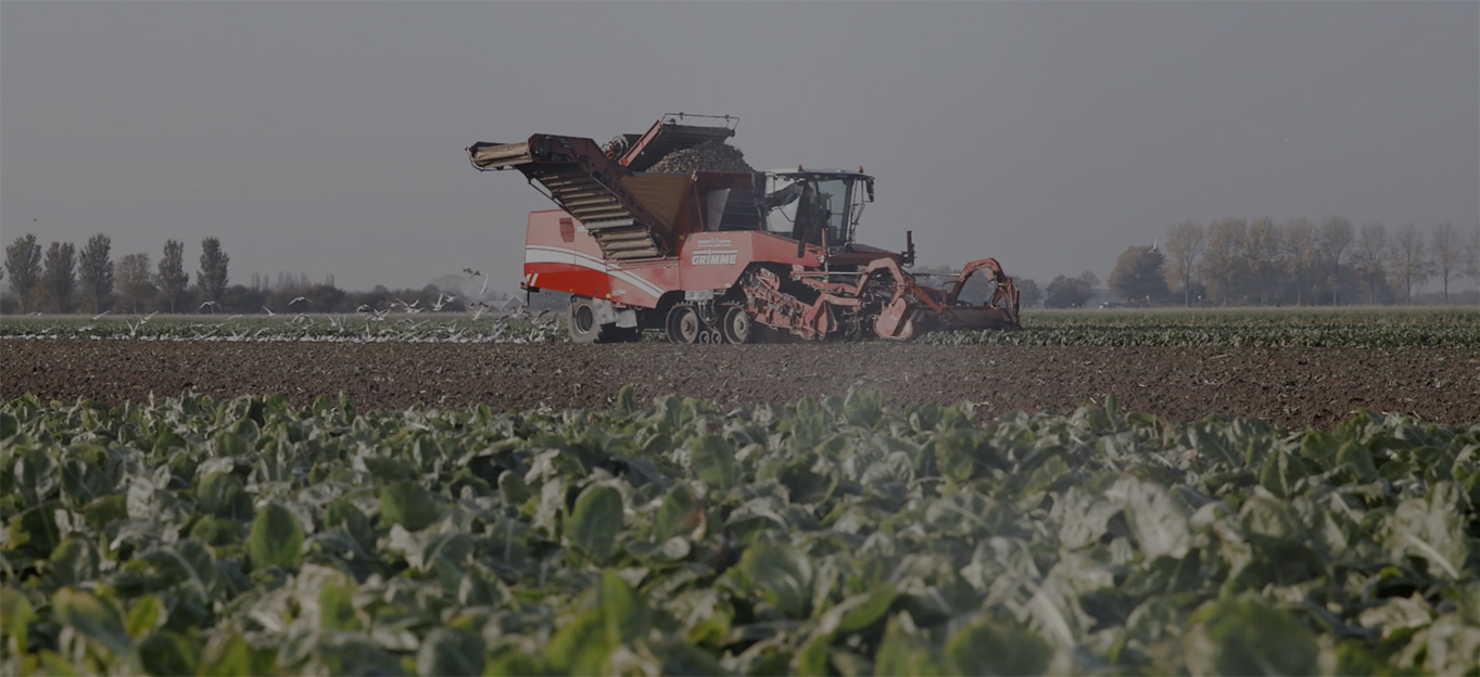 Play the video: Find out how the best chicory is cultivated.